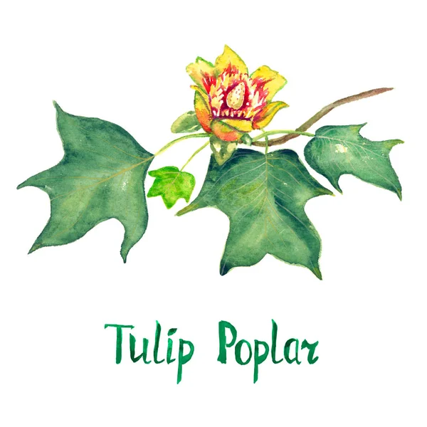 Tulipan poppel (Liriodendron tulipifera eller amerikansk tulipan træ) gren med grønne blade og blomst - Stock-foto