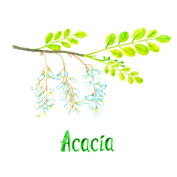 Ramură de acacia cu frunze verzi și flori albe — Fotografie, imagine de stoc