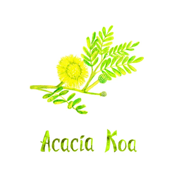 Acacia Koa υποκατάστημα με πράσινα φύλλα και κίτρινο λουλούδι — Φωτογραφία Αρχείου