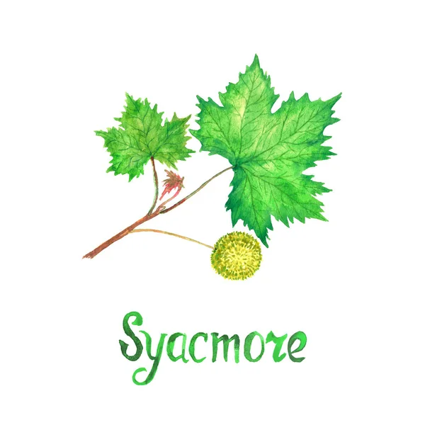 Sycamore (amerikansk morbærfigentræ, platanus occidentalis) gren med grønne blade og frugt - Stock-foto