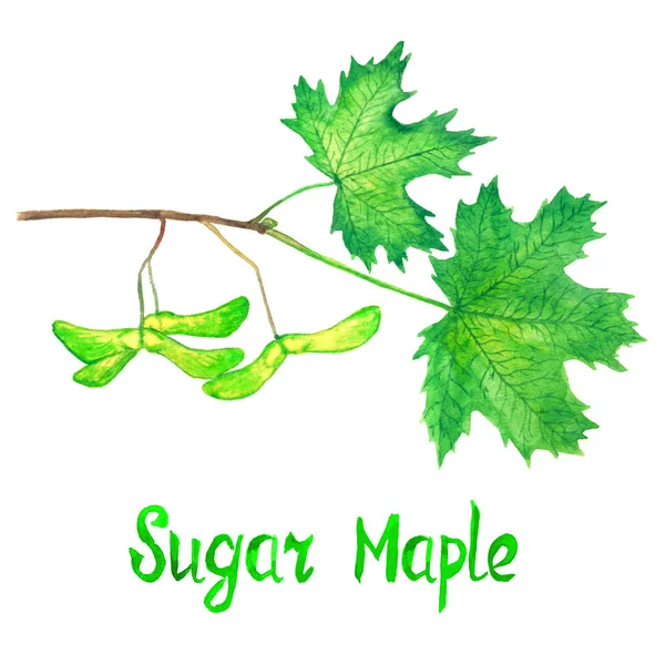 Ramo de bordo de açúcar com folhas verdes e sementes — Fotografia de Stock