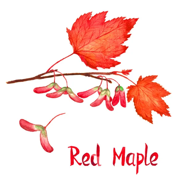 Rød ahorn gren med blade og frø - Stock-foto