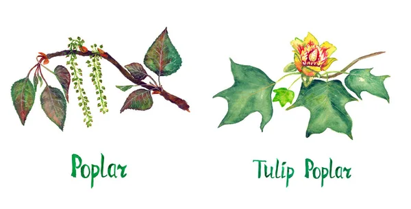 Poppel (Populus nigra) og Tulip poppel (Liriodendron tulipifera eller amerikansk tulipan træ) gren med grønne blade og blomst - Stock-foto