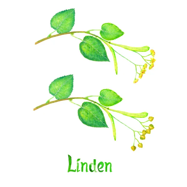 Linden (Tilia Multiple) gren med grønne blade, blomster og frø - Stock-foto