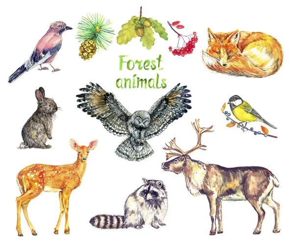 Forest Animals Set Eurasian Jay Red Fox Hare Rabbit Owl — 图库照片