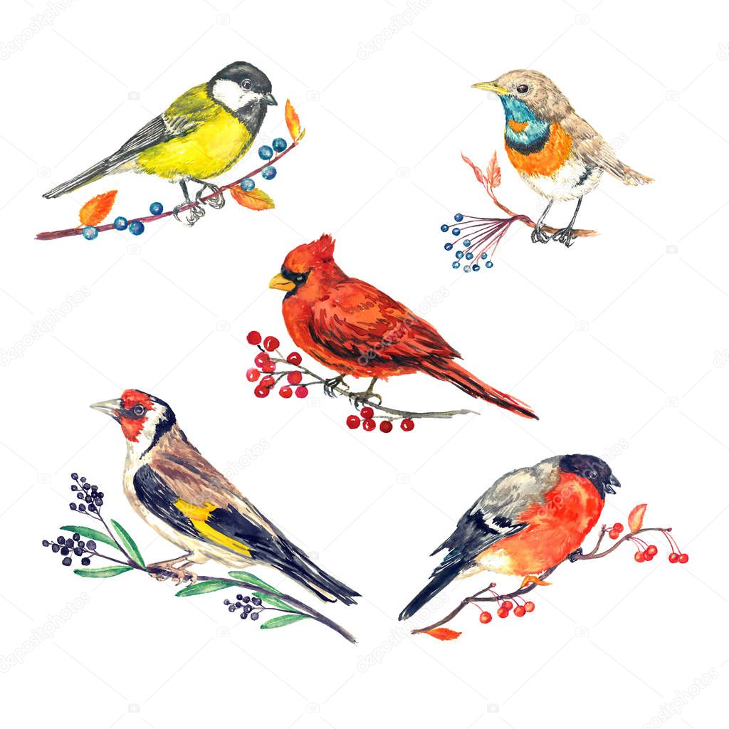 Winter birds variety set sitting on different branches with berries, great tit, Luscinia svecica volgae, cardinal, goldfinch and bullfinch, hand painted isolated watercolor illustration