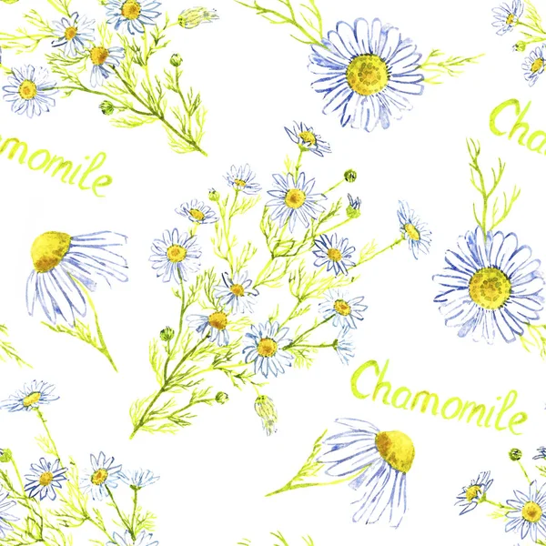 Chamomile plant with flowers, hand painted watercolor illustration with inscription, seamless pattern design on white background