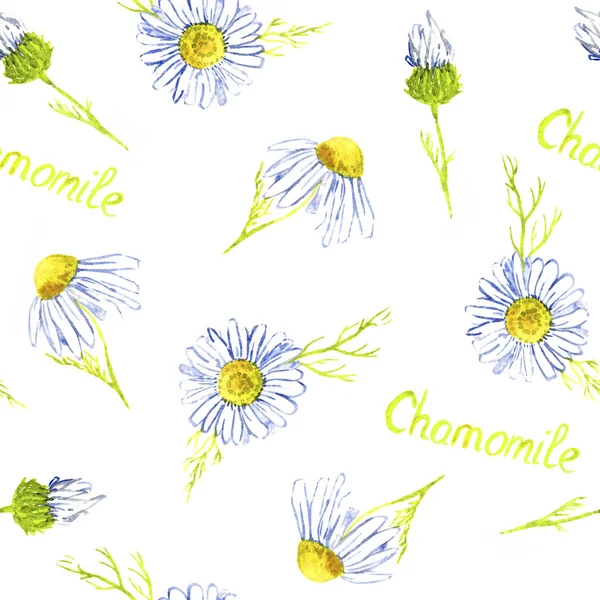 Chamomile flowers, hand painted watercolor illustration with inscription, seamless pattern design on white background