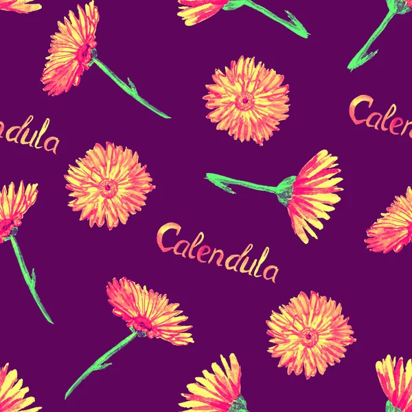 Польові чорнобривці (Calendulaensis) квіти, ручна розфарбована акварельна ілюстрація — стокове фото