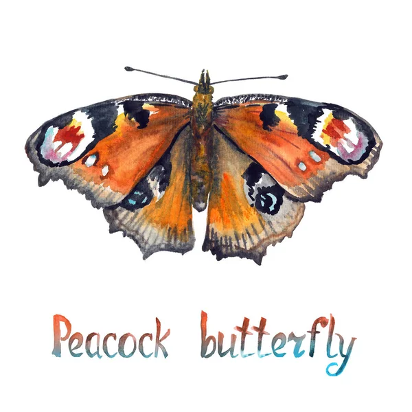 Kelebek Peacock Yazısı Yazıt Ile Boyalı Suluboya Resim — Stok fotoğraf