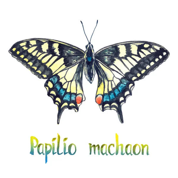 Papilio Machaon Acuarela Pintada Mano Ilustración Con Inscripción Manuscrita — Foto de Stock