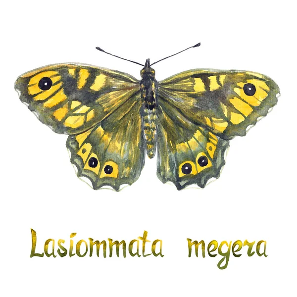 Lasiommata Megera Ručně Malované Akvarel Ilustrace Ručně Psaný Nápis — Stock fotografie