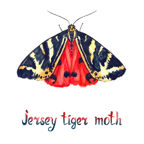 Jersey Tiger Moth Ακουαρέλα Εικονογράφηση Ιδιόχειρη Επιγραφή Ζωγραφισμένη Στο Χέρι — Φωτογραφία Αρχείου