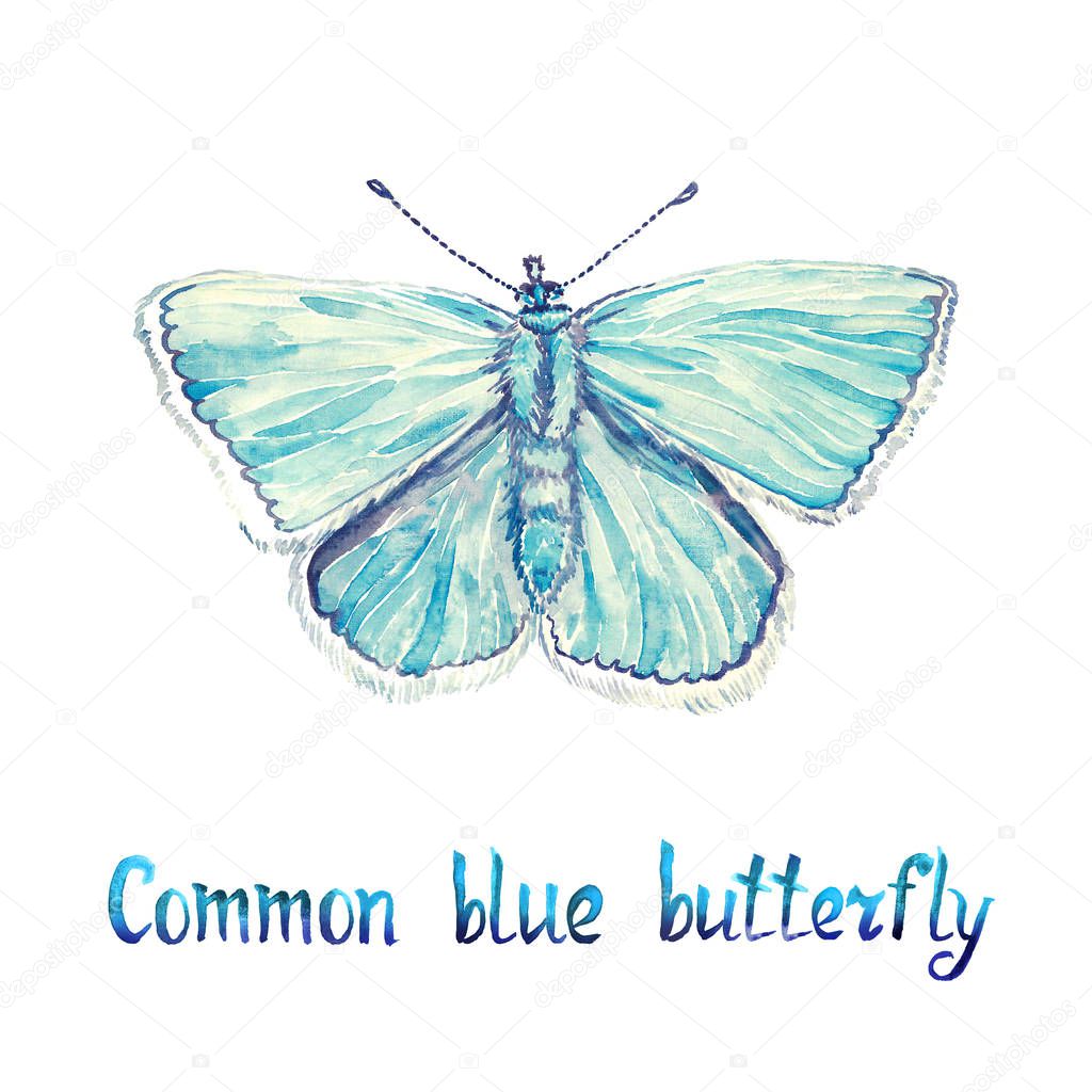 Common blue butterfly, hand painted watercolor  illustration with handwritten inscription
