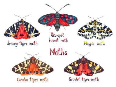 Jarse kaplan, altı-spot Burnet Moth, Magpie, Bahçe kaplan ve Scarlet kaplan güvesi, el yapımı suluboya çizim güveler koleksiyonu beyaz üzerine el yazısı yazıt