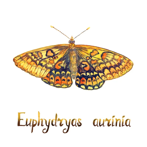 Kärr-pärlemorfjäril (Euphydryas aurinia), handmålad vattenkolonn — Stockfoto