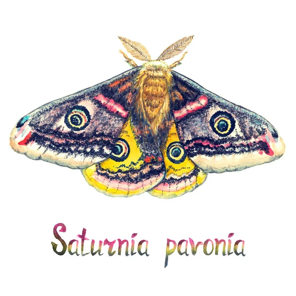 Saturnia pavonia, la polilla pequeña del emperador, watercolo pintado a mano — Foto de Stock