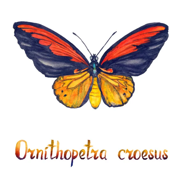 Ornithoptera Croesus 월리스의 손으로 수채화 그림을 — 스톡 사진