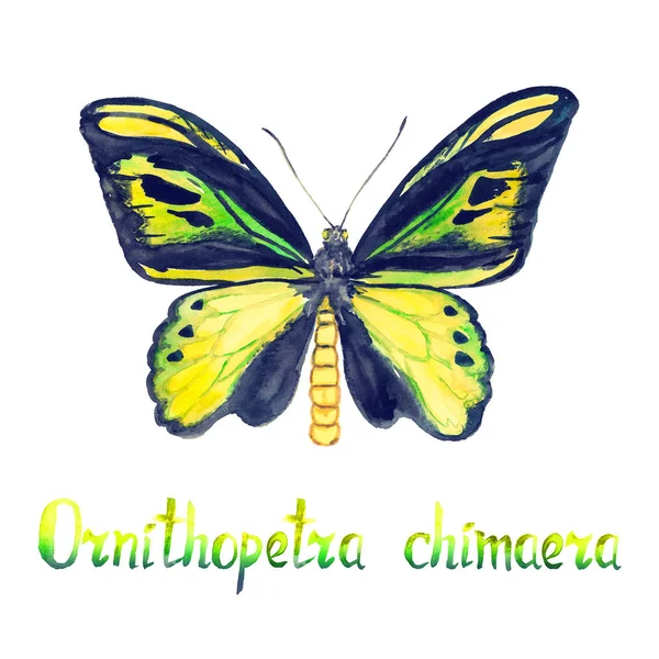 Ορνιθοφόπτερα Chimaera Πτέρυγα Πουλιών Chimaera Ζωγραφισμένο Στο Χέρι Απεικόνιση Υδατογραφία — Φωτογραφία Αρχείου