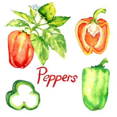 Çiçekler, yapraklar, biberler ve dilimler ile biber dalı, izole edilmiş suluboya çizimler