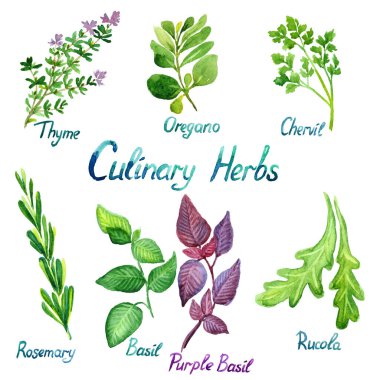 Mutfak Bitkileri Seti: Kekik, Oregano, Chervil, Rosemary, Basil, Purple Basil, Rucola, izole edilmiş el boyası suluboya çizimi