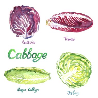 Lahana çeşitleri: Rediccio, Treviso, Nappa Cabbage, Iceberg, izole edilmiş el boyası suluboya çizimi