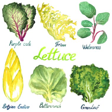 Marul çeşitleri: Purple Cale, Frisee, Watercress, Belçika hindibası, Buttercrunch, Greenleaf, izole edilmiş suluboya resim