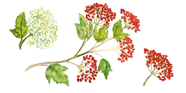 Prig Viburnum Med Bär Och Blommor Isolerade Uppsättning Handmålade Akvarell — Stockfoto