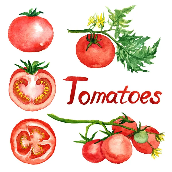Tomater Gren Med Blommor Blad Tomater Och Skiva Isolerade Handmålade — Stockfoto