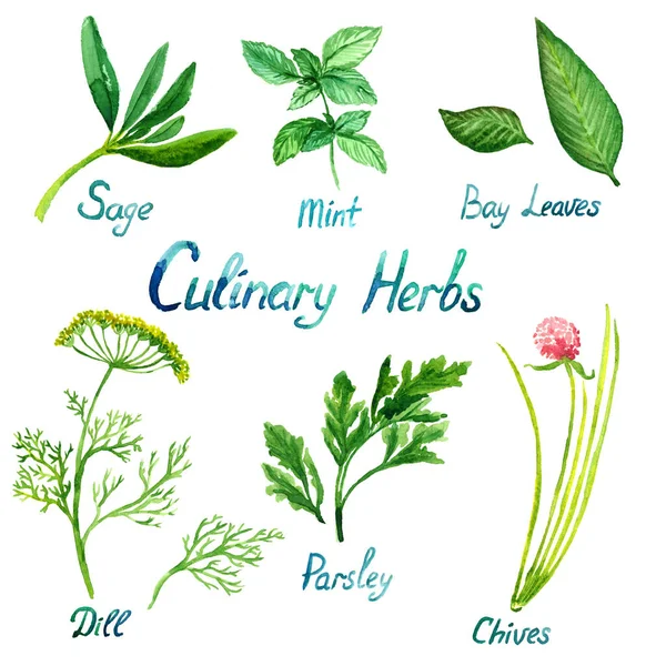 Culinary Herbs Set Φασκόμηλο Μέντα Φύλλα Κόλπου Άνηθος Μαϊντανός Σχοινόπρασο — Φωτογραφία Αρχείου