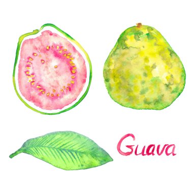 Guava meyvesi, yarım dilimlenmiş ve elle boyanmış suluboya resimli.
