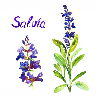 Çiçek ve yapraklı Salvia sapı, ayrı çiçek, beyaz arka planda izole edilmiş el yazısı ile suluboya çizimi.