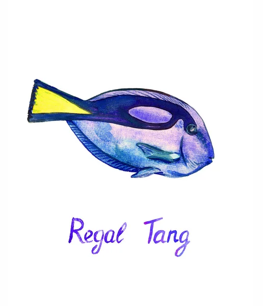 Paracanthurus Hepatus Regal Hippo Або Royal Blue Tang Palette Або — стокове фото