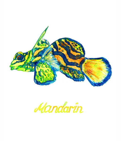 普通话鱼 Synchiropus Plendidus Mandarinfish Manhran Dragonet 手绘水彩画 手写题词 — 图库照片