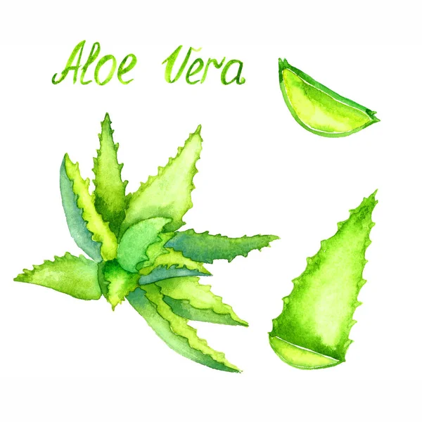 Aloe Vera Pflanze Und Geschnittene Blätter Isoliert Auf Weißem Hintergrund — Stockfoto