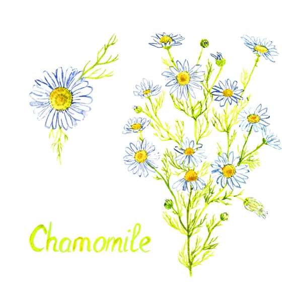 Χαμομήλι Φυτό Λουλούδια Και Μπουμπούκια Απομονωμένο Λευκό Φόντο Ζωγραφισμένο Χέρι — Φωτογραφία Αρχείου