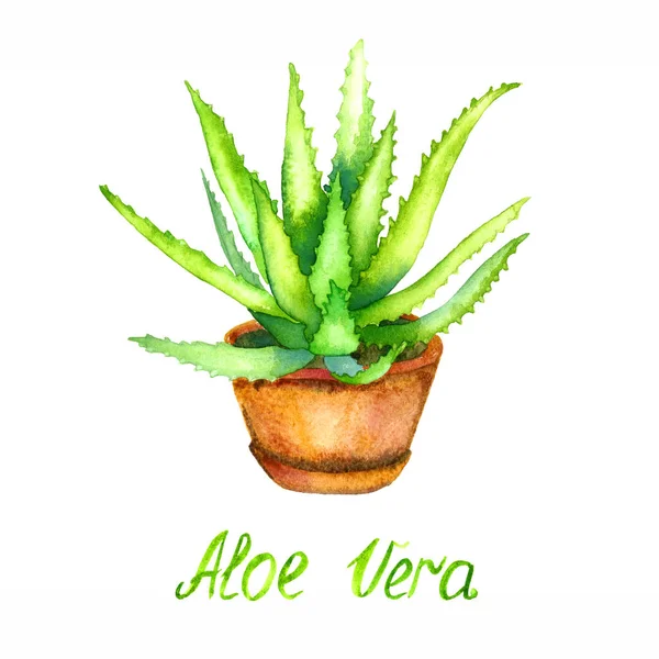 Aloe Vera Φυτό Καφέ Κατσαρόλα Απομονώνονται Λευκό Φόντο Ζωγραφισμένα Χέρι — Φωτογραφία Αρχείου