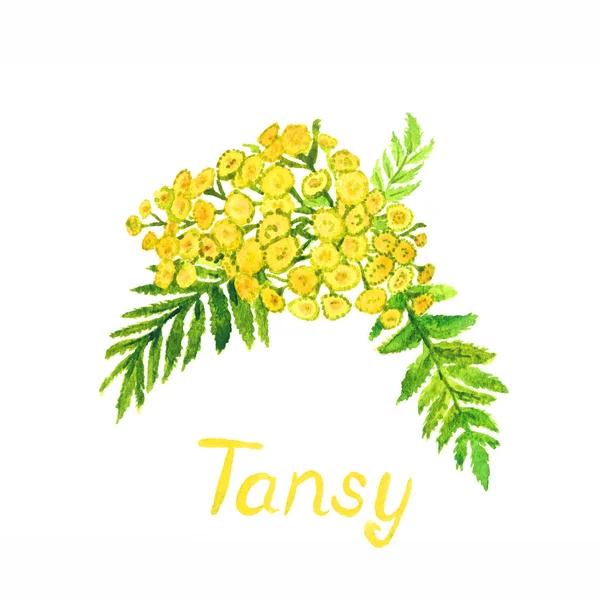 Tansy Tanacetum Vulgare Κοινή Tansy Πικρά Κουμπιά Αγελάδα Πικρή Χρυσά — Φωτογραφία Αρχείου