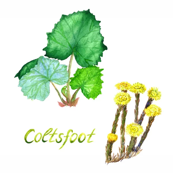 Coltsfoot Växt Set Med Gröna Blad Och Med Gula Blommor — Stockfoto