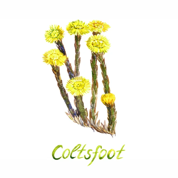 Цветущее Растение Coltsfoot Выделенное Белом Фоне Раскрашенной Акварелью Надписью — стоковое фото