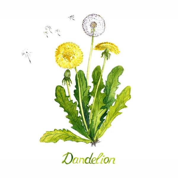 Dandelion Taraxacum Officinale Planta Con Flores Cabeza Semilla Brotes Aislado — Foto de Stock