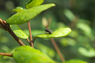 Ev yaprağın üzerinde uçar.