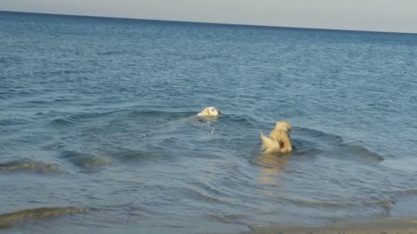 Vista Perros Felices Divirtiéndose Mar — Vídeos de Stock