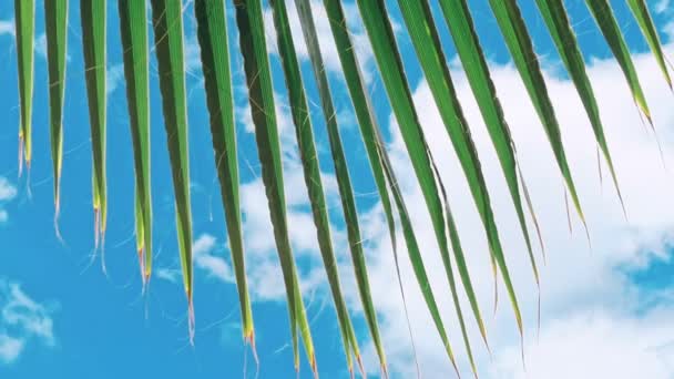 Feuilles Vertes Palmier Soleil Exotique Fond Tropical — Video
