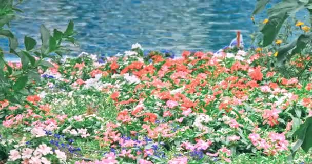 豪华度假村带鲜花的住宅池 — 图库视频影像