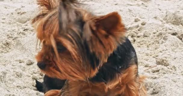 Liten Yorkshire Terrier Sandstrand Sommartid — Stockvideo