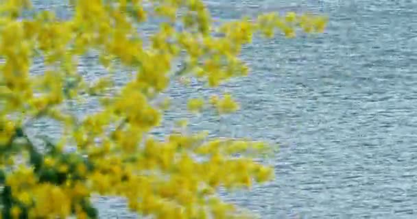 青い海を背景に海辺で黄色の木 — ストック動画