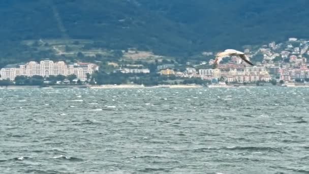 海岸の上を青い曇り空で飛んで白いカモメのスローモーション撮影 — ストック動画