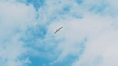 Bulutların üzerinde mavi güneşli gökyüzünde uçan martılar.