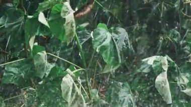 Tropik yağmur ormanı'nın şiddetli yağmur.